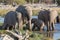 Elephants in Etosha