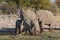 Elephants in Etosha