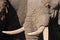 Elephants face (Loxodonta africana)