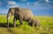 Elephants family in amboseli