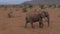 Elephants Family With Baby Goes On The Desert With Red-Brown Sand