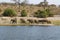 Elephants family in Chobe riverfront