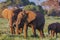 Elephants family close up. Kenya