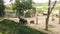 Elephants family with little puppies and mother in zoo park captivity,mammal animal