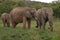Elephants family, Masai Mara, Kenya