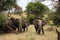 Elephants family and one male elephant in Tarangire national park