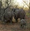 Elephants`family portrait with their baby elephants in the Savanna