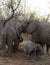 Elephants`family portrait with their baby elephants in the Savanna