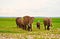 Elephants family on Safari in Amboseli