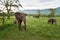 Elephants family on savana