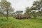 Elephants family on savana