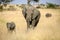 Elephants family in Serengeti National Park