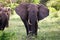 Elephants family on thre Serengeti road