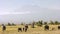 Elephants feeding in front of mt kilimanjaro in amboseli, kenya