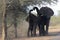 Elephants feeding in the Kruger Park