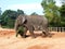 Elephants feeding in Pinnawala