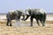 Elephants fight in the etosha pan - Namibia africa