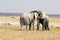 Elephants fight in the etosha pan - Namibia africa