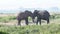Elephants fighting in Amboseli Park, Kenya