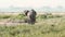 Elephants fighting in Amboseli Park, Kenya