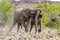 Elephants fighting in the Etosha national park