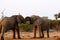 Elephants fighting for the right to mate