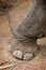 Elephants foot tied to a metal chain