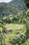 Elephants framed by Leaves, Thailand National Park