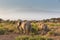 Elephants in front of Kilimanjaro, Amboseli, Kenya