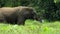 Elephants and gorillas come to feed on aquatic plants and mine salts from the mud in Mbeli Bai