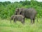 elephants in the grassland in africa