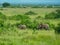 elephants in the grassland in africa