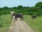 elephants in the grassland in africa