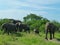 elephants in the grassland in africa