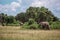 Elephants graze in the bushes among the candelabra trees