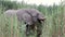 Elephants graze at Etosha, Africa wildlife