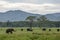 Elephants graze in Kaudulla National Park near Habarana in central Sri Lanka as a storm closes in.