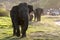 Elephants graze in the late afternoon at Minneriya National Park.