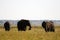 Elephants grazing by the Chobe River in Botswana