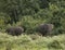 Elephants grazing in the rain forest on Mt Kenya.