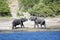 Elephants greeting