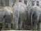 Elephants group from behind