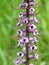 Elephants Head Flower