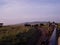 Elephants herd on African savanna.