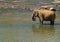 Elephants herd attraction river, Pinnawala Sri Lanka