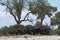 Elephants herd under a tree group in Chobe National Park, Botswana