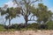 Elephants herd under a tree group in Chobe National Park, Botswana