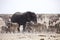 Elephants and herds of zebra and antelope wait through the midday heat at the waterhole Etosha, Namibia