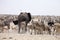 Elephants and herds of zebra and antelope wait through the midday heat at the waterhole Etosha, Namibia