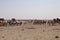 Elephants and herds of zebra and antelope wait through the midday heat at the waterhole Etosha, Namibia